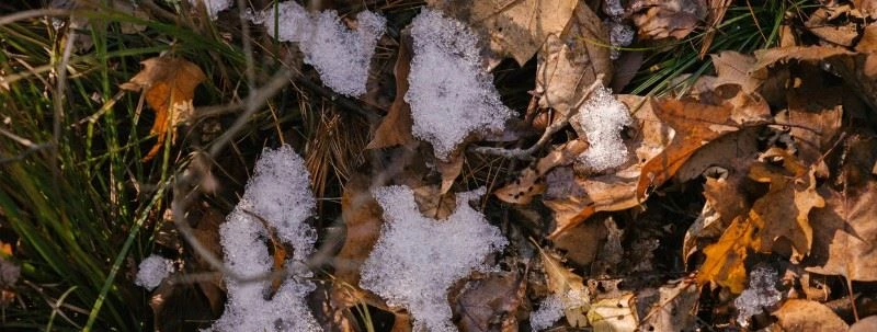 Autumn leaves on the ground with melting snow