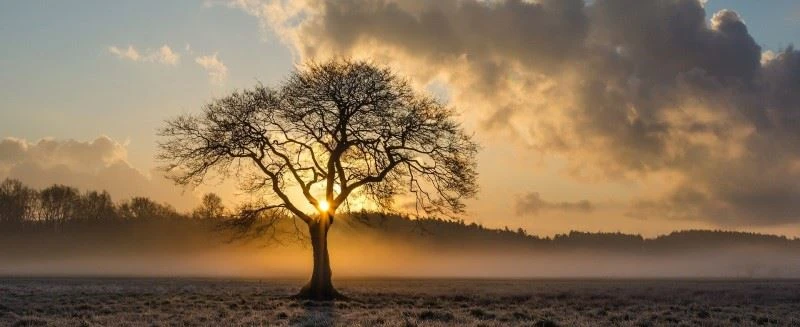 Lone oak tree in a field