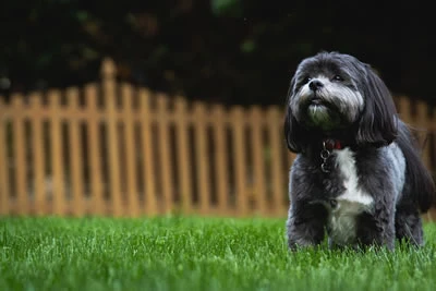 Dog and garden fence