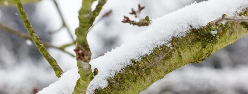 Snow on tree branch