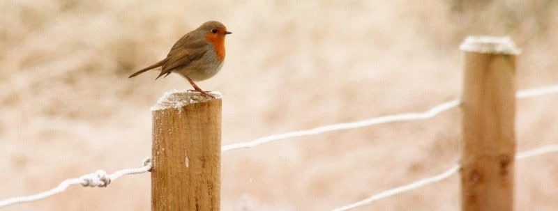 Robin in winter, resting on a fence post